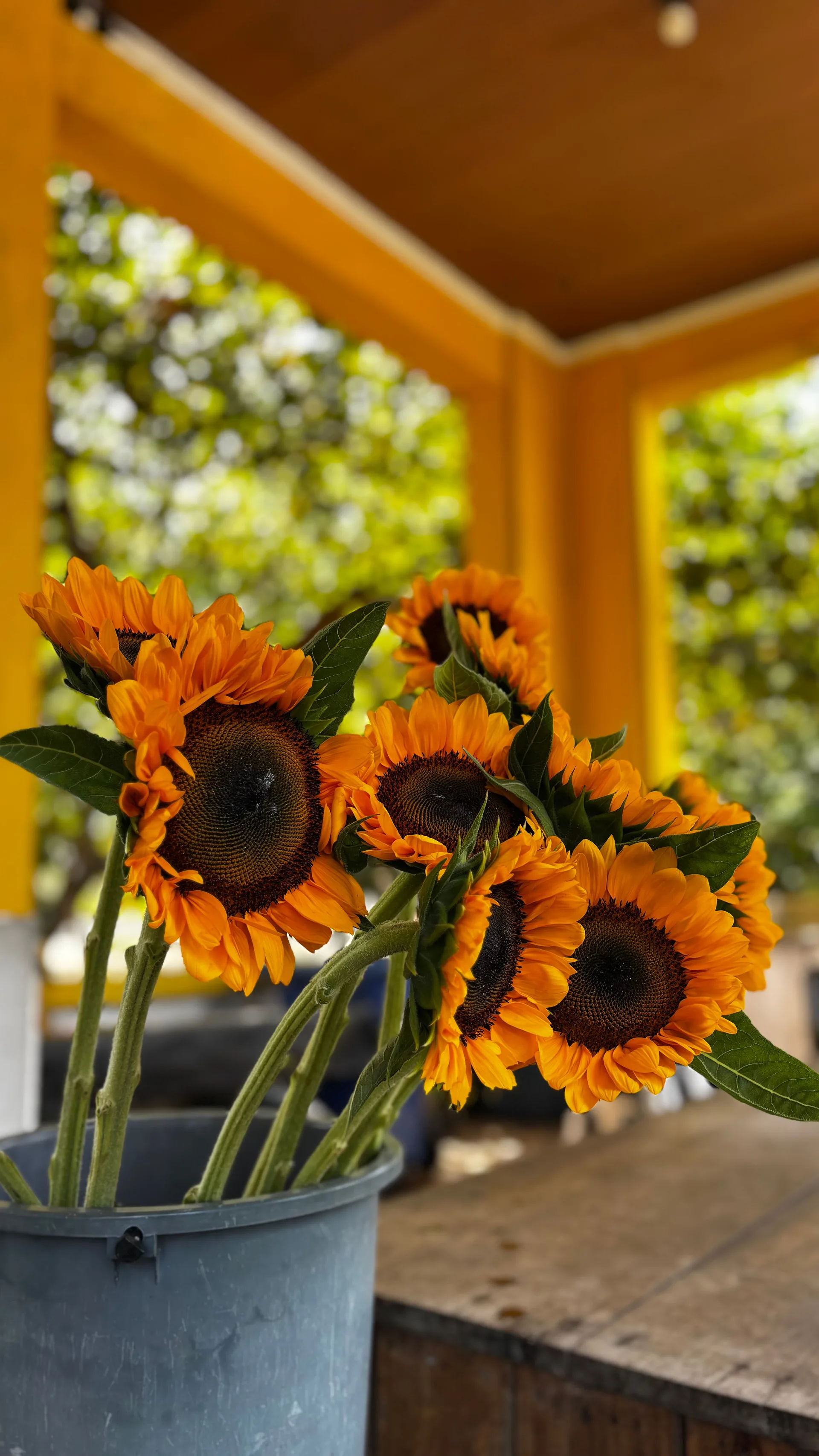 Girasoles frescos de El Sol del Girasol